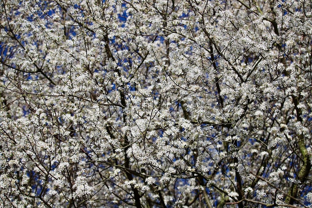 Akazienblüten im Backteig 2 blackthorn, sloe, sour plum, Akazienblüten