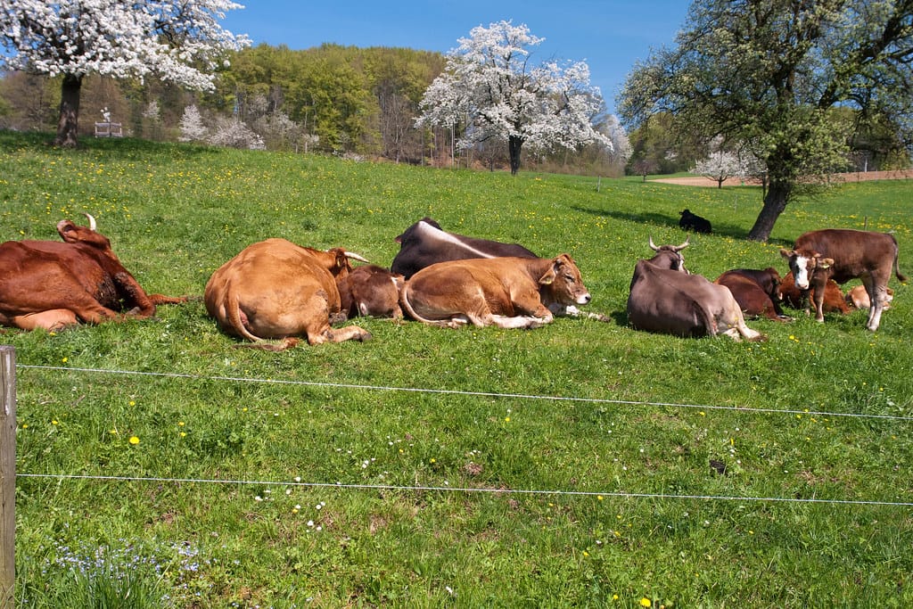 Almsäuerling - Nockerl 2 alm