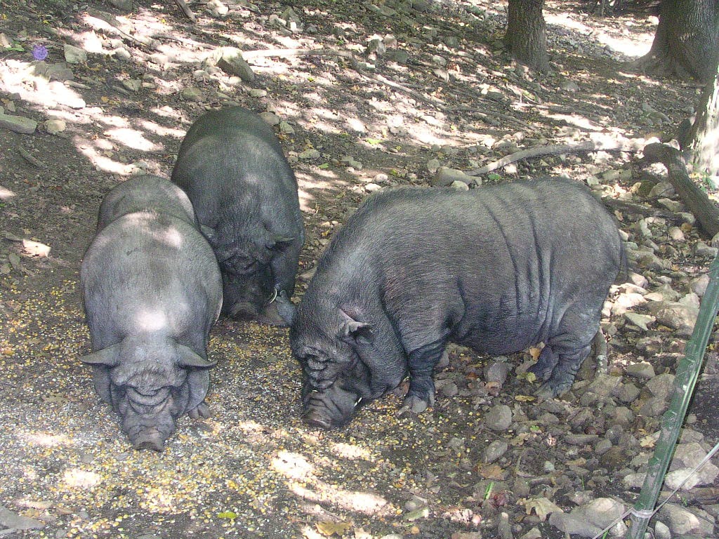 Steirisches Schweinefilet 3 steirisches Schweinefilet
