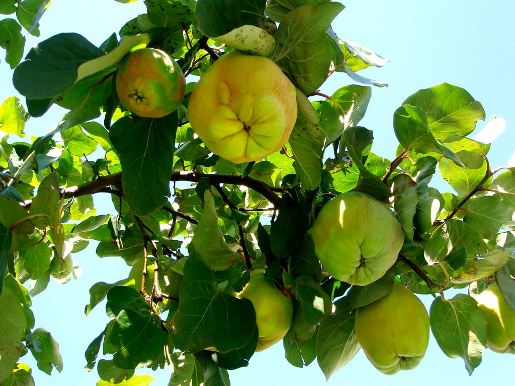 Marmelade - Sirup - Gelee 3 Quitten