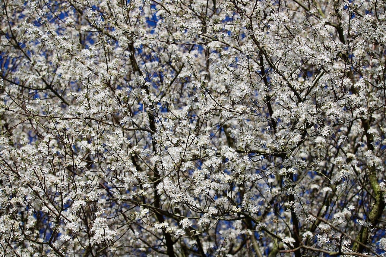 blackthorn, sloe, sour plum, Akazienblüten