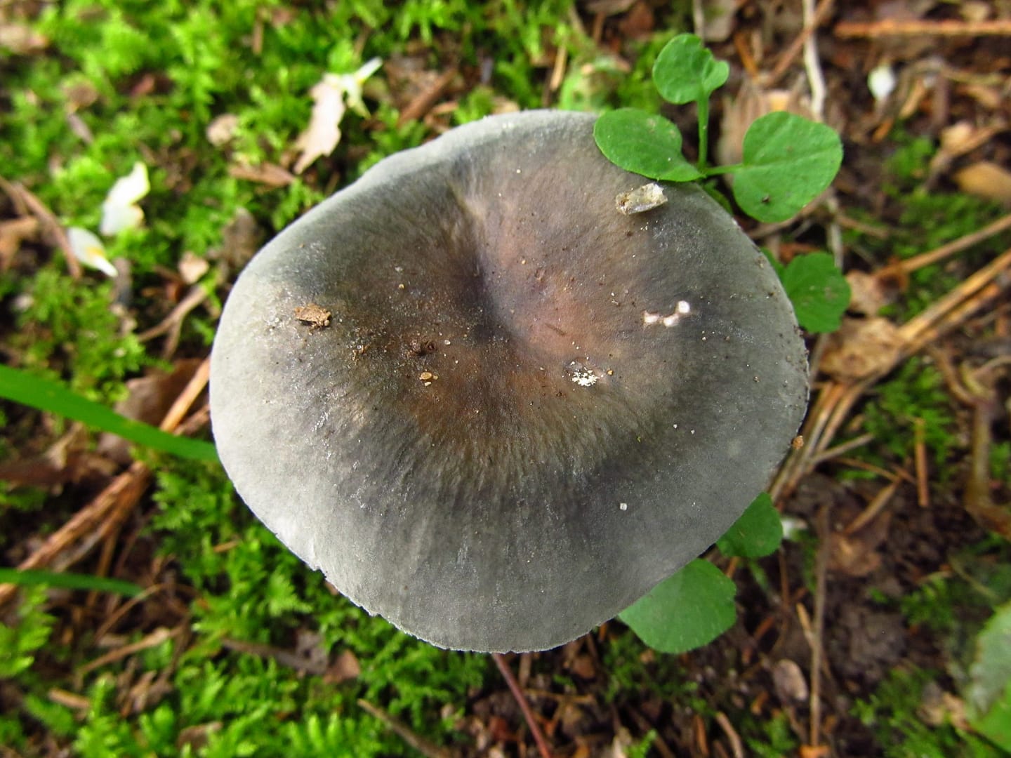 schwammerl