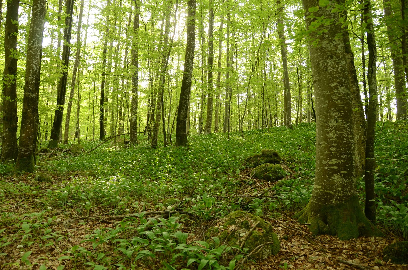 bärlauch