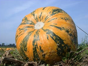 kernöl, ölkürbis