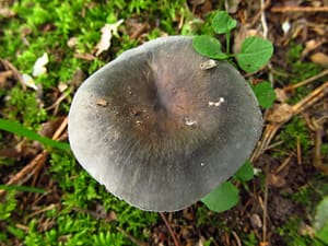 schwammerl